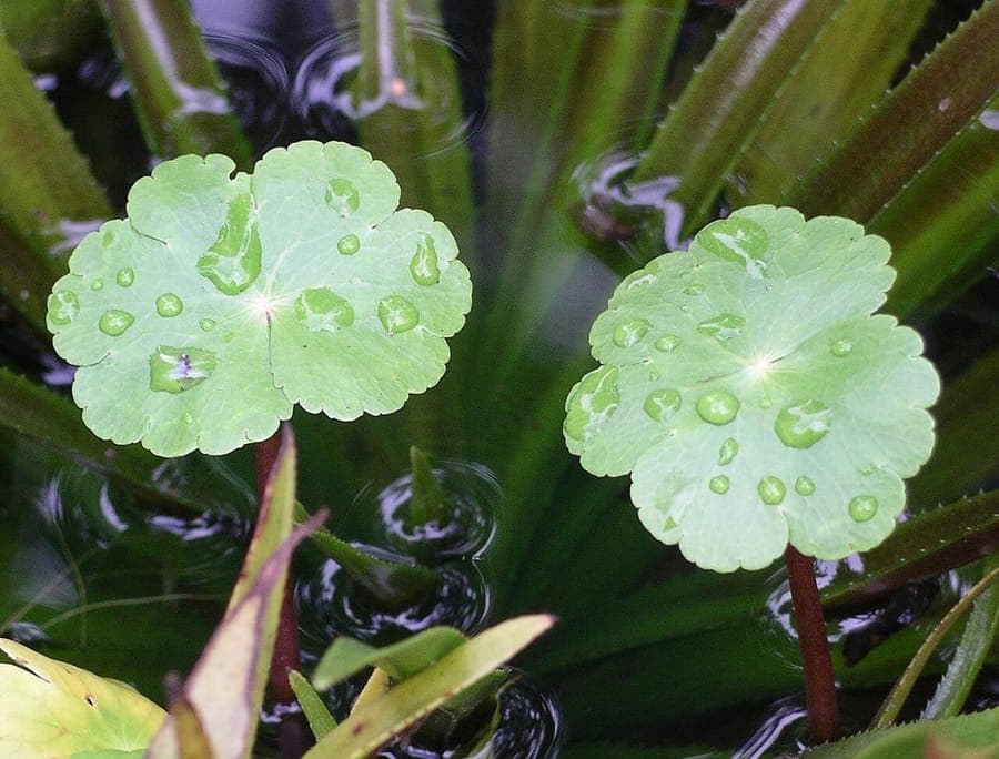 Kleine ronde bladeren van Hydrocotyle ranunculoides in waterplanten arrangement