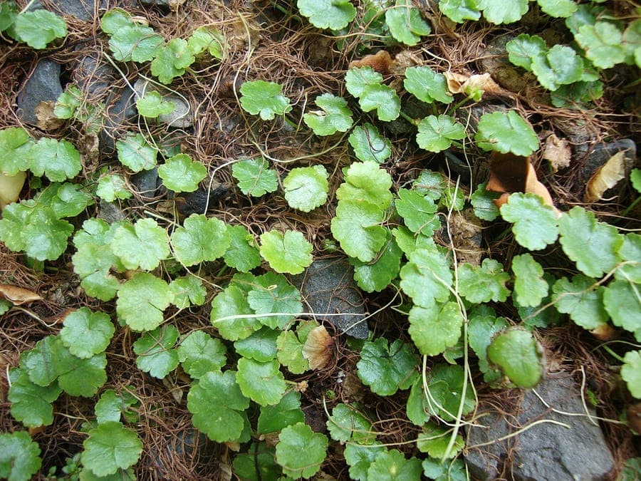 Hydrocotyle sibthorpioides met ronde bladeren