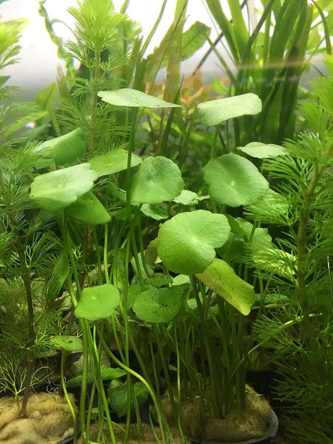 Hydrocotyle umbellata with round pennywort leaves at the water's edge