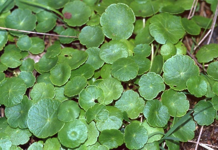 Kleine runde Blätter des Gemeinen Wassernabels am Ufer eines kleinen Sees