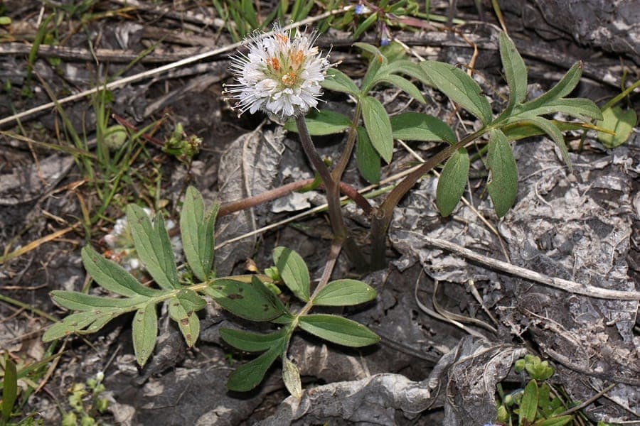 Hydrophyllum capitatum met paarse bolbloemen in de natuur