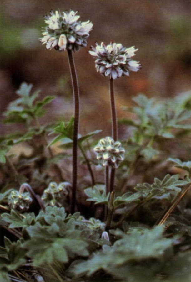 White-flowered western waterleaf Hydrophyllum occidentale in its natural woodland habitat
