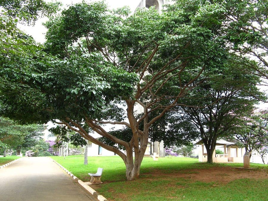 Hymenaea courbaril tree with characteristic compound leaves