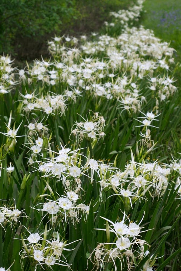 Weisse sternfoermige Blueten der Fruehlings-Spinnenlilie Hymenocallis liriosme mit langen Staubfaden