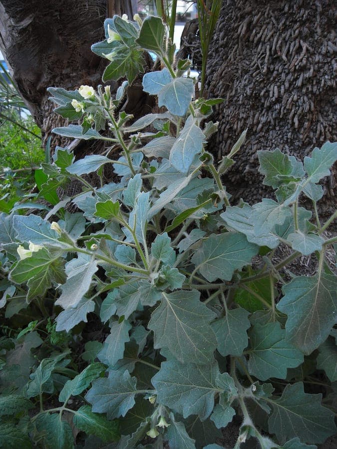 Grappe de fleurs blanches avec nervures violettes de Hyoscyamus albus, capsules fructifères caractéristiques visibles
