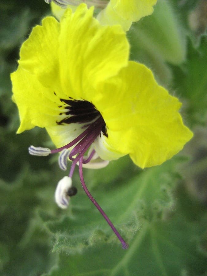 Golden henbane flowers with characteristic structure