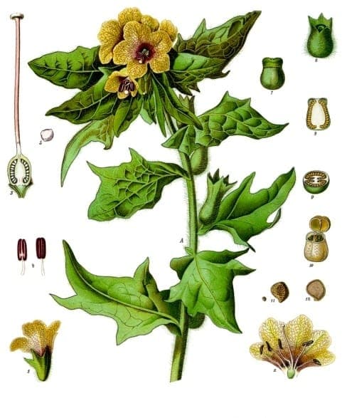 Jusquiame noire avec fleurs jaunes marquées de nervures pourpres et feuillage poilu