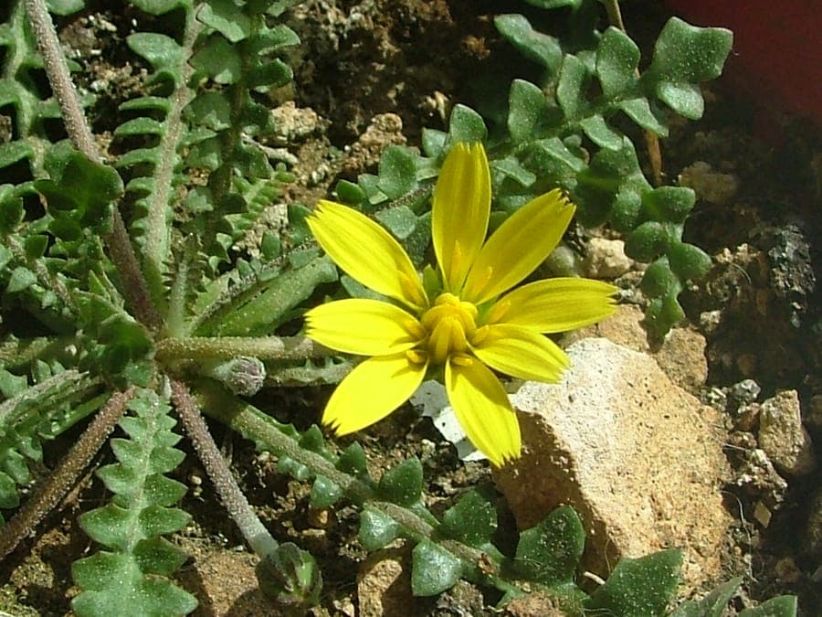 Hyoseris radiata fleurs jaunes