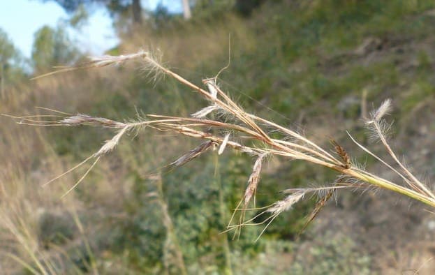 Hyparrhenia hirta met zachte pluimen en herfstkleuren