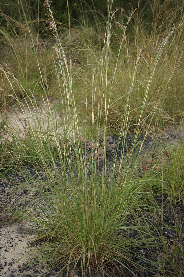 Goudbruine bloempluimen van Hyparrhenia rufa in natuurlijke omgeving