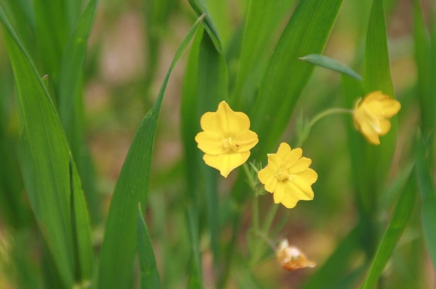 Hypecoum imberbe avec des fleurs jaunes délicates et un feuillage fin