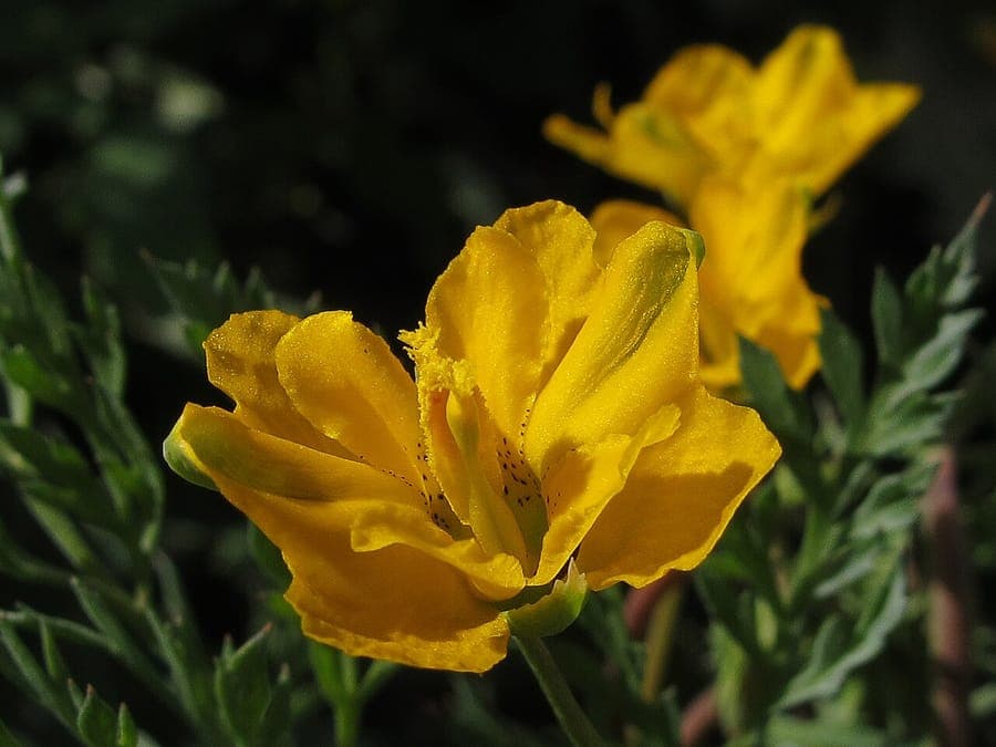 Gele bloemen van Hypecoum pendulum met fijne verdeling