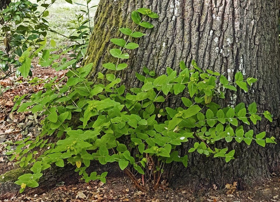 Arbuste tutsan avec fleurs jaunes, feuillage vert brillant et baies colorées