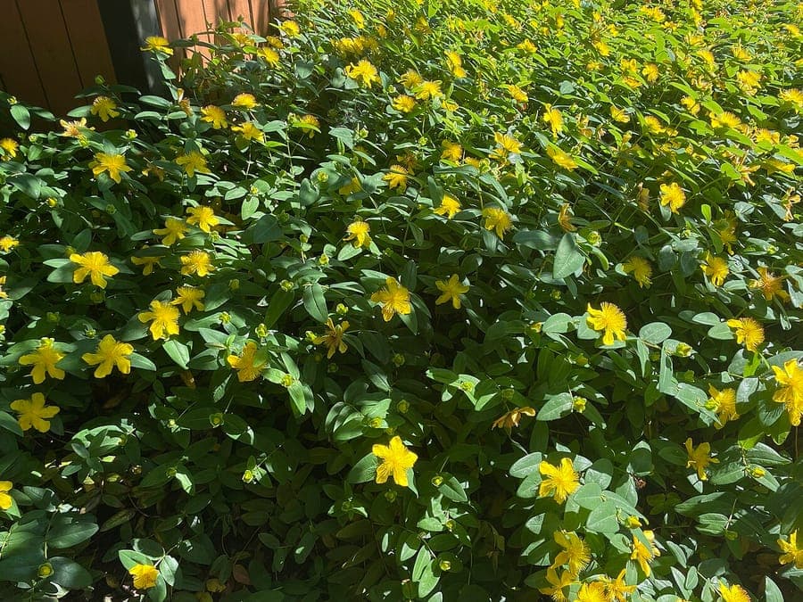 Rose-of-Sharon with large yellow flowers and glossy green foliage