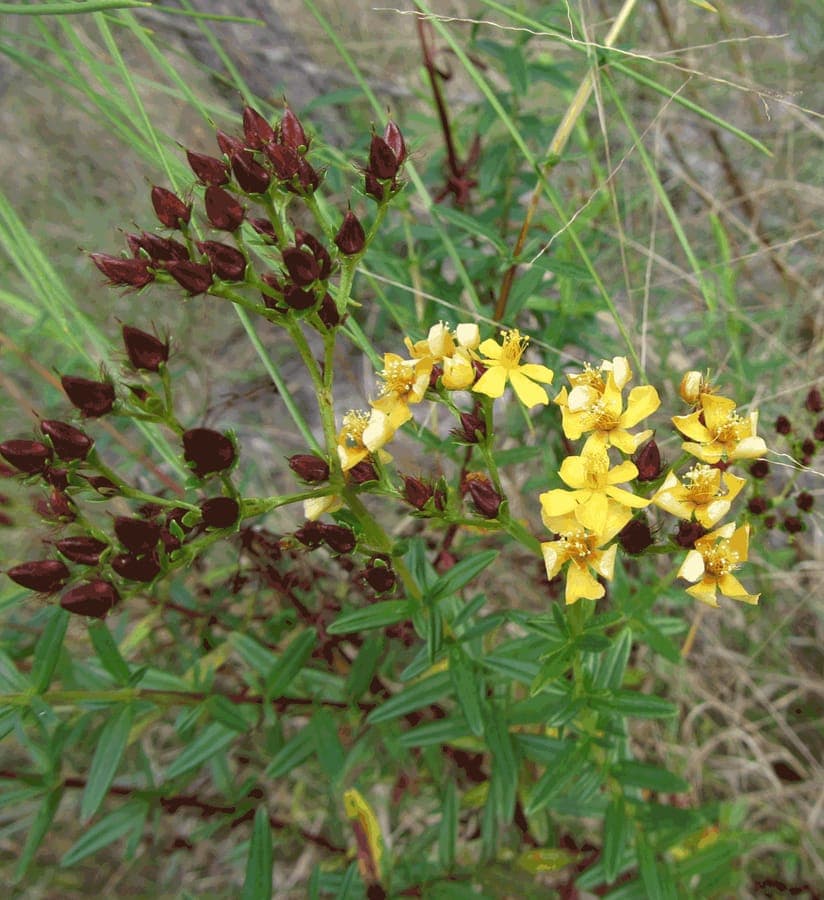 Hypericum cistifolium showing bright yellow flowers in full summer bloom