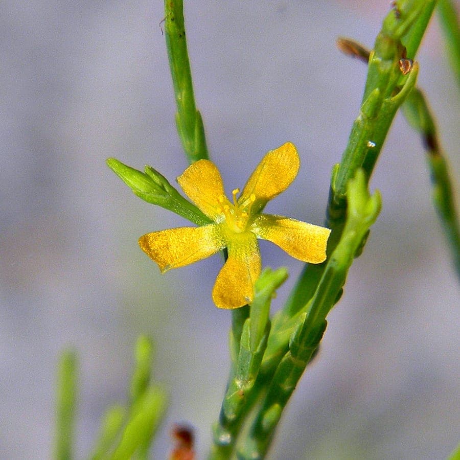 Hypericum gentianoides showing its fine-textured stems and small yellow flowers