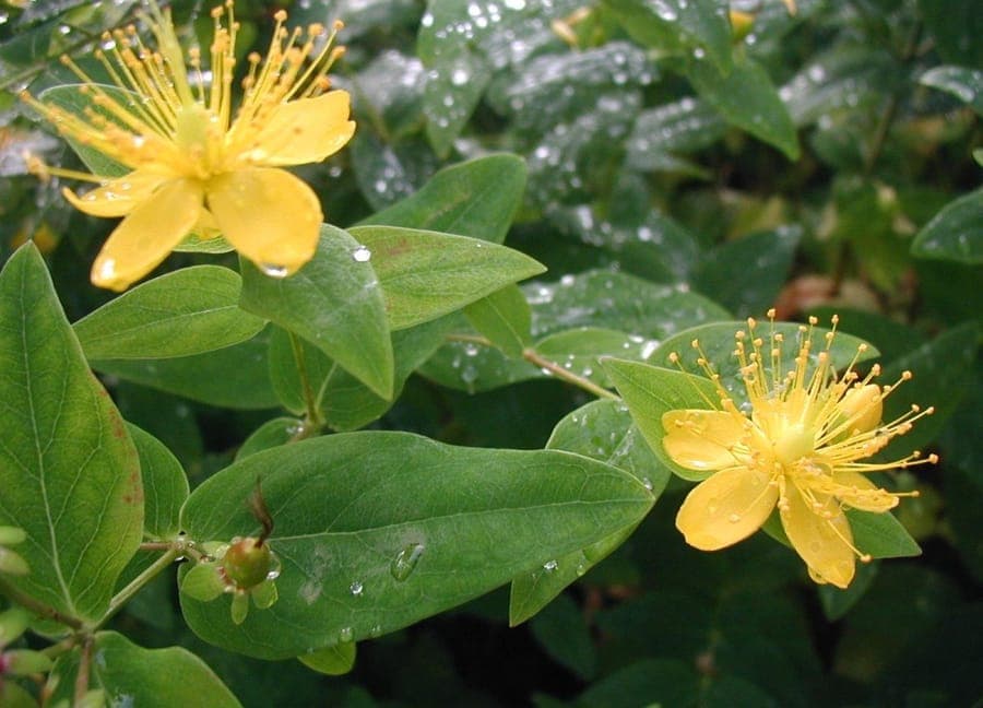 Hypericum hircinum shrub with vibrant yellow flowers in summer