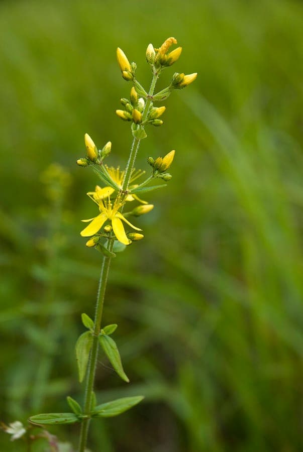 Hairy St. John's-wort with yellow flowers and hairy foliage and stems