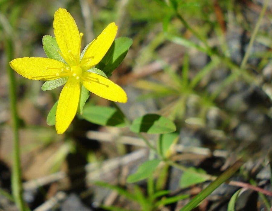 Trailing St. John's-wort with low growth, yellow flowers, and compact foliage