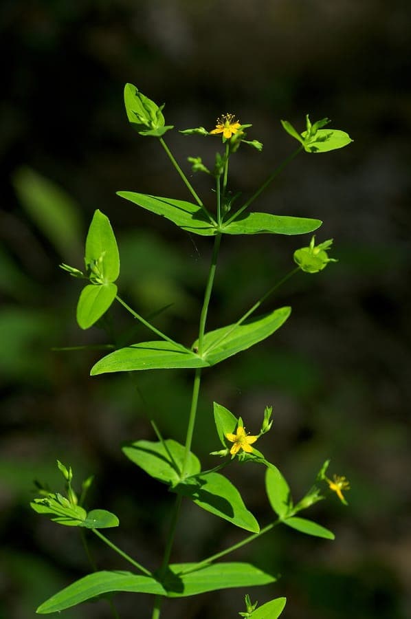Hypericum mutilum petite millepertuis avec fleurs jaunes