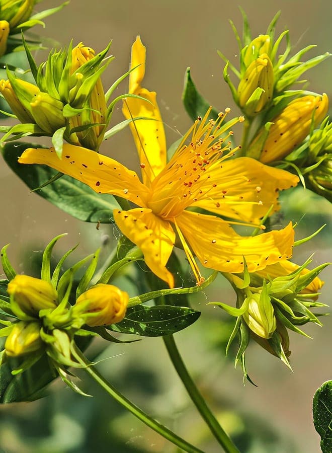 Echtes Johanniskraut mit dichten Clustern goldgelber Blüten, markiert mit charakteristischen schwarzen Flecken