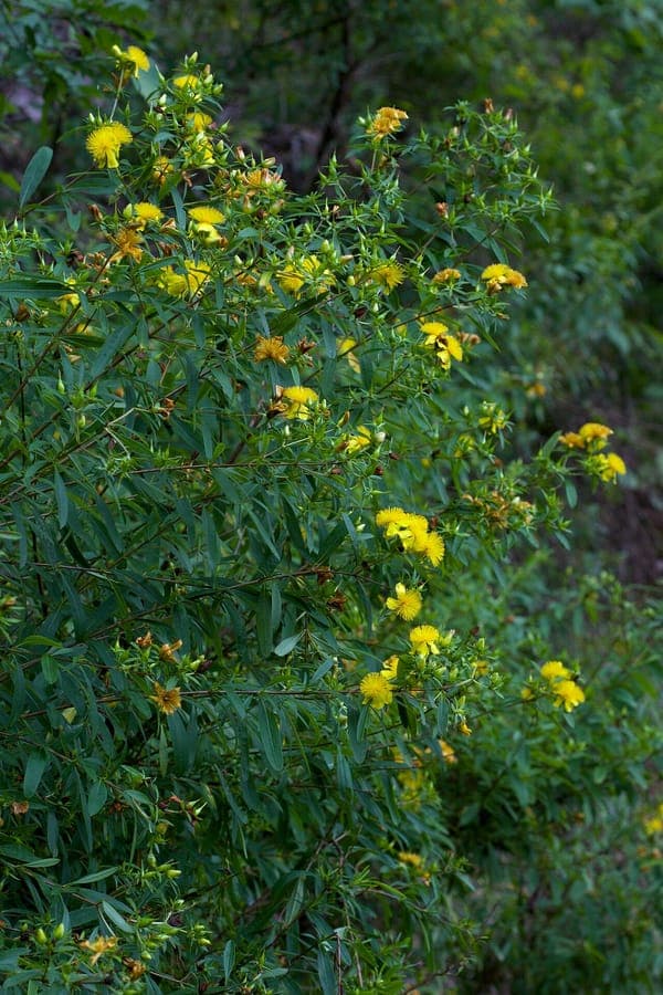 Hypericum prolificum Strauch mit goldgelben Blüten im Hochsommer