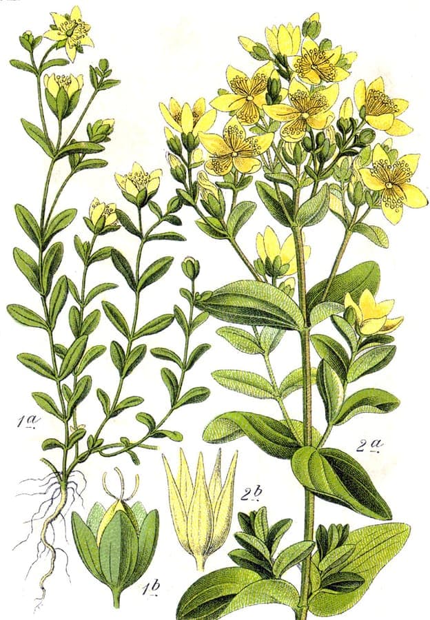 St. Peter's-wort displaying yellow flowers and distinctive four-winged stems beside water feature