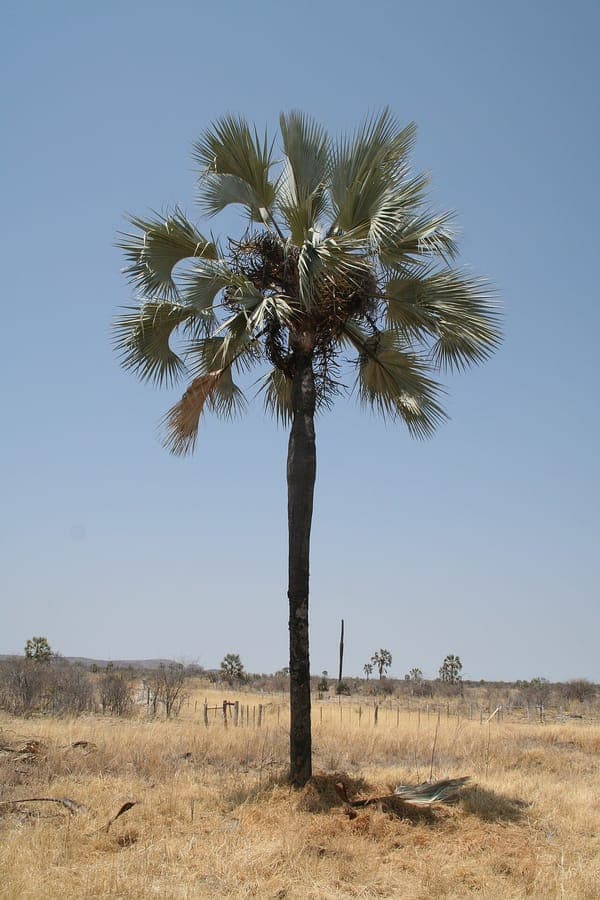Hyphaene petersiana palm fronds with distinctive form