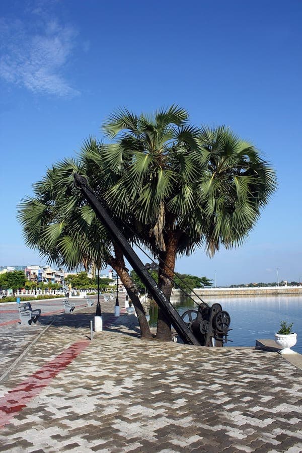 Hyphaene thebaica doum palm with green fronds