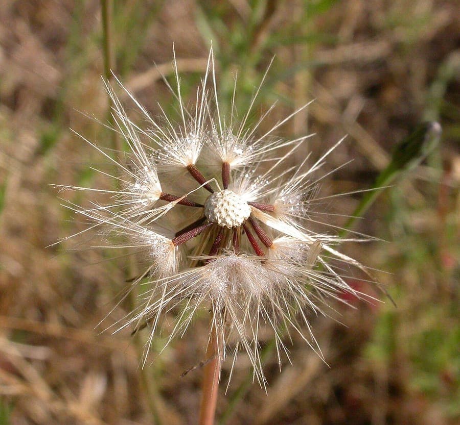 Kahles Ferkelkraut (Hypochaeris glabra) mit strahlend gelben löwenzahnähnlichen Blüten