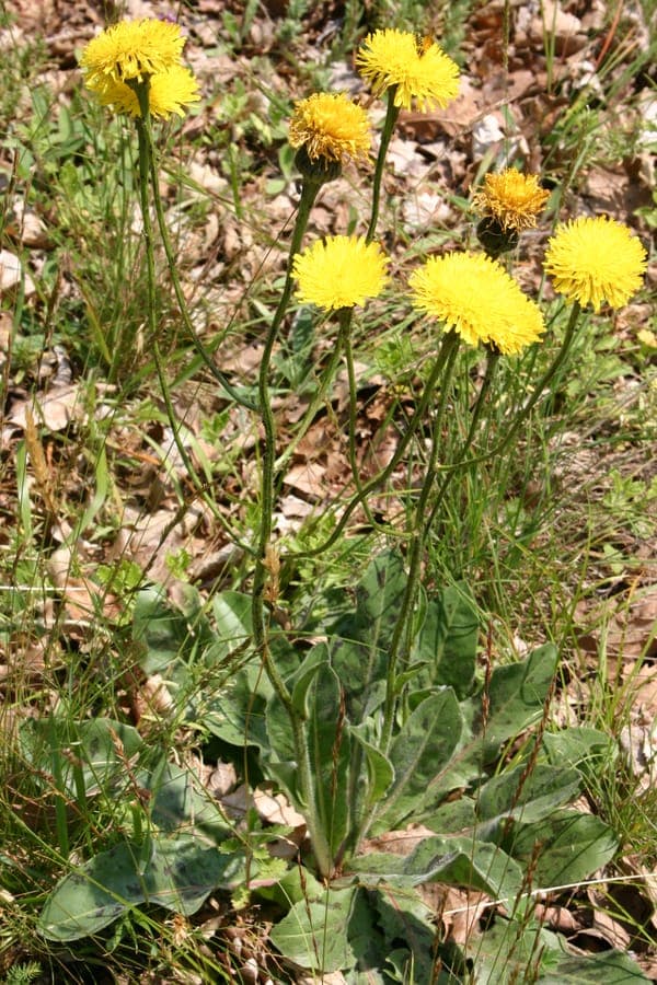 Spotted cat's-ear (Hypochaeris maculata) displaying yellow flowers above distinctively red-spotted leaves