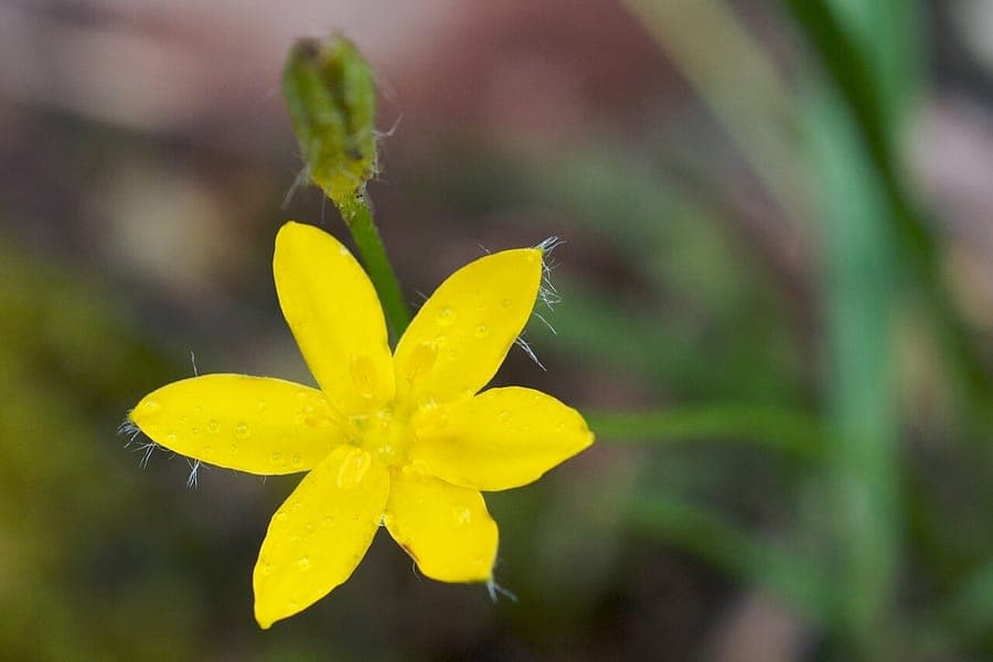 Hypoxis hirsuta avec ses fleurs étoilées jaunes dans une prairie