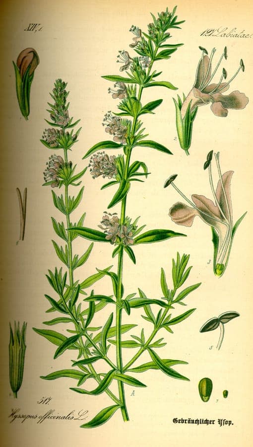 Hysope (Hyssopus officinalis) affichant des epis floraux densement emballees avec des fleurs caracteristiques a deux levres