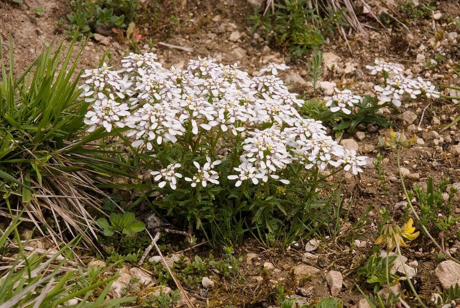 Compacte witte bloemtrossen van bittere veldbloem