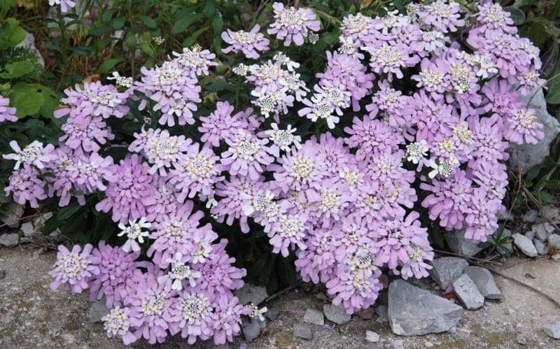 Fleurs roses et blanches d'Iberis gibraltarica en grappes denses