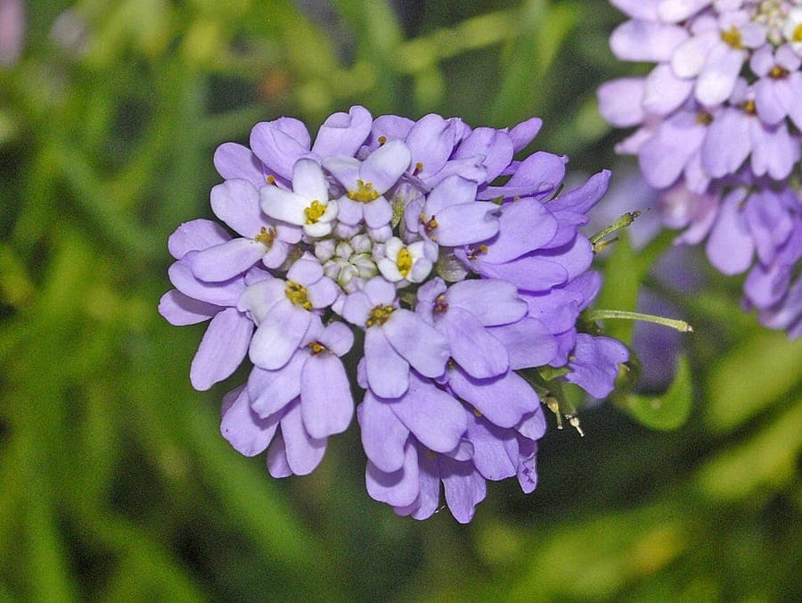Violette Blüten von Iberis linifolia in voller Blüte