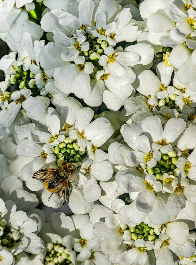 Schneeweiße Blüten der Immergrünen Schleifenblume in voller Blüte