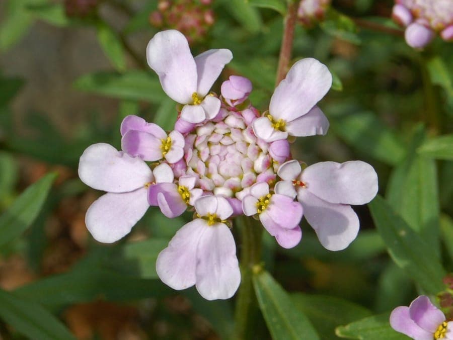 Purple flowers of garden candytuft in full bloom