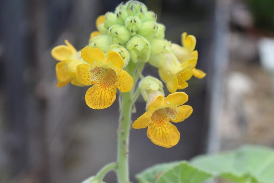 Plante Ibicella lutea avec fleur jaune et silique recourbe caracteristique