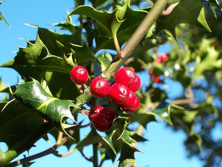 Holly with red berries and glossy foliage