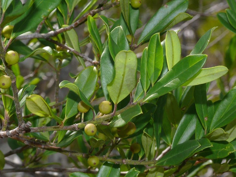 Ilex cassine avec baies rouges