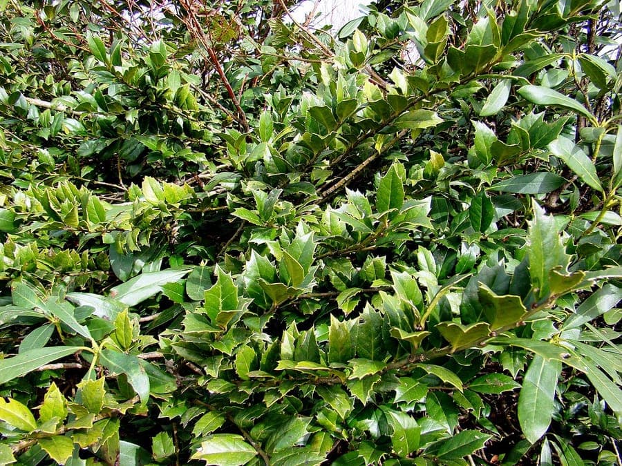 Ilex colchica foliage with typical spines and glossy leaf texture