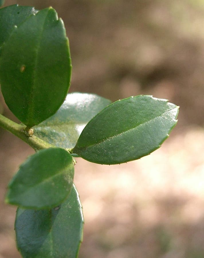 Japanese holly with glossy dark green foliage and small black berries