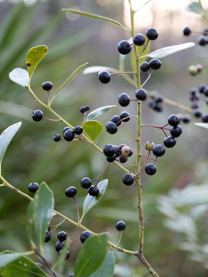 Ilex glabra baie d'encre avec feuillage vert fin et baies noires caracteristiques