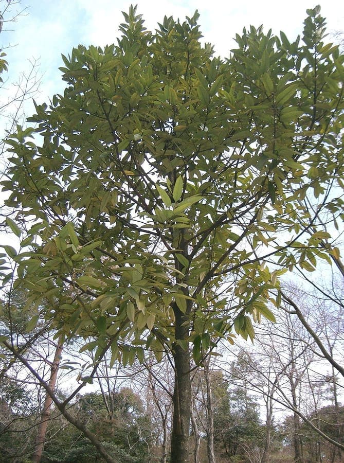 Glossy green leaves of Ilex latifolia