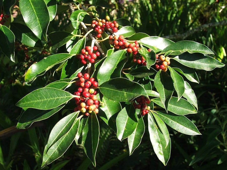 African holly with glossy green foliage and bright red berries
