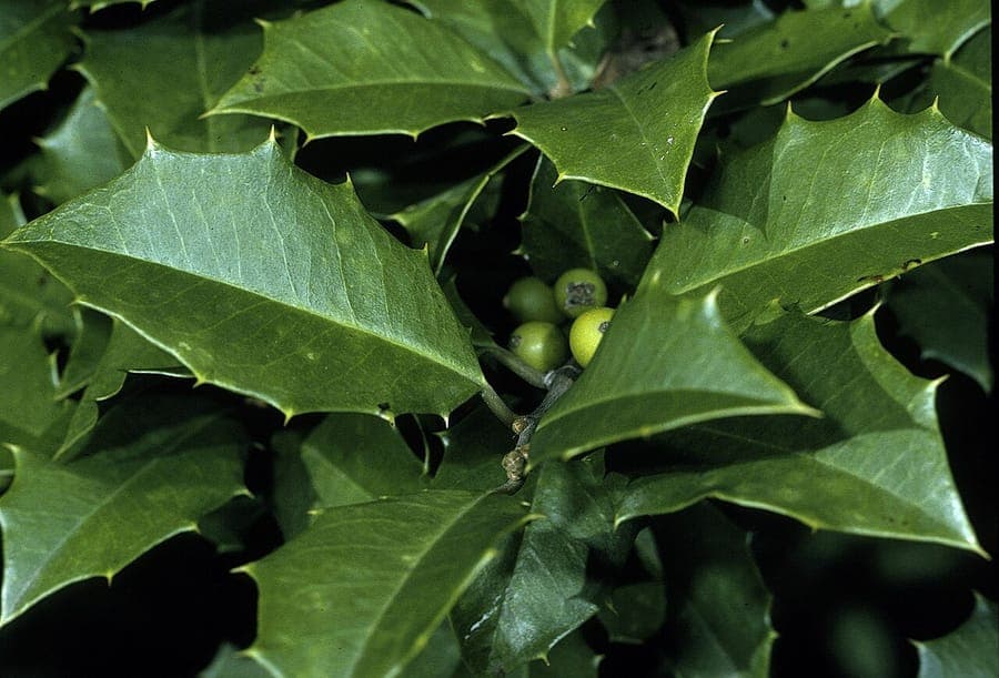 Ilex opaca with red berries