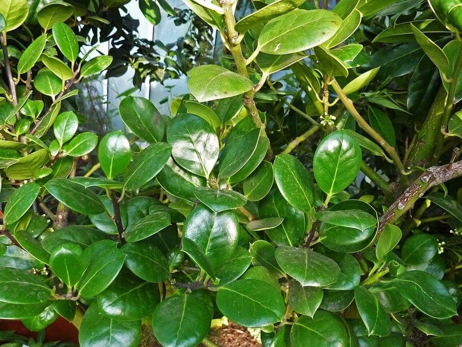 Ilex perado plant with green foliage and red berries from Azores and Madeira