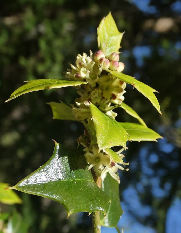 Ilex pernyi plant with characteristic green leaves in natural setting
