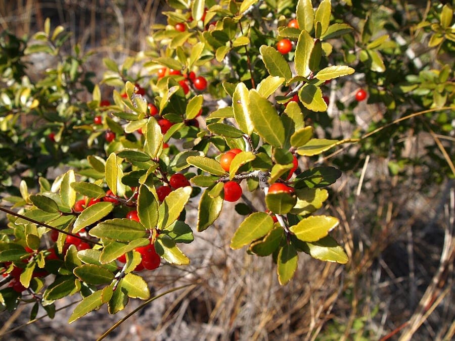 Ilex vomitoria Yaupon-Stechpalme mit roten Beeren